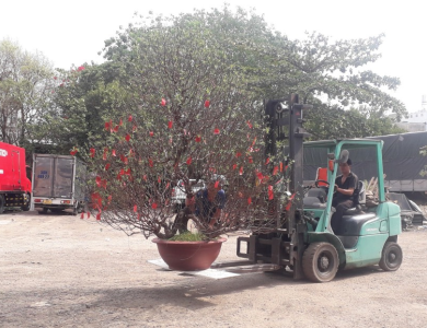 Vận chuyển cây cảnh
