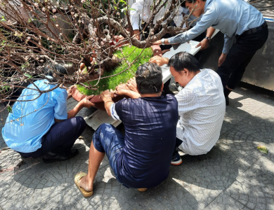 Vận chuyển cây cảnh