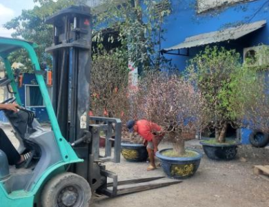 Vận chuyển cây cảnh