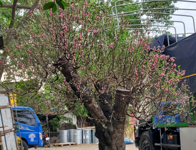 Vận chuyển cây cảnh