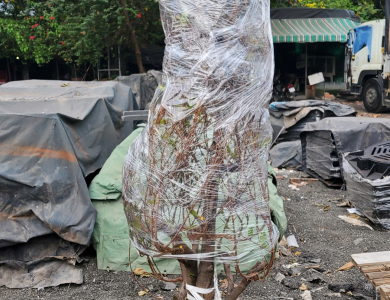 Vận chuyển cây cảnh