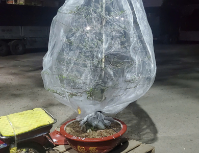 Vận chuyển cây cảnh