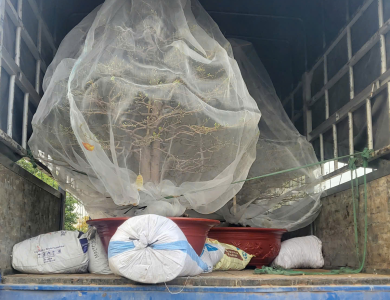 Vận chuyển cây cảnh
