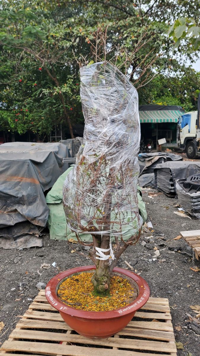 Vận Chuyển Cây Cảnh